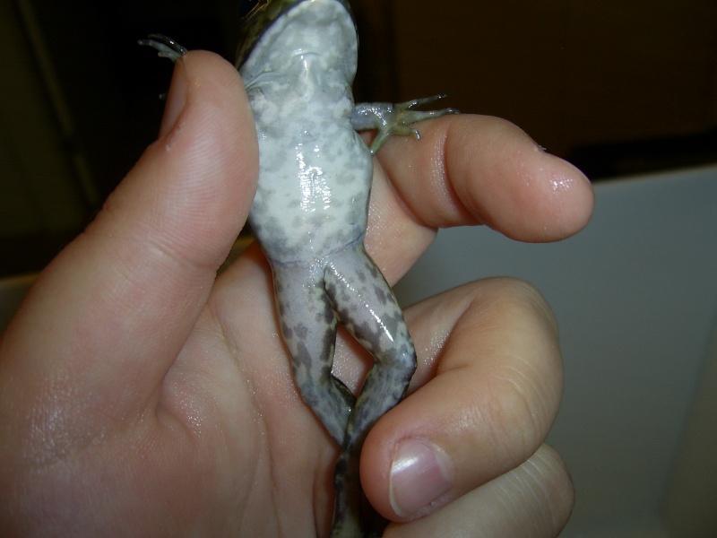 Identification d'une grenouille Sa400013