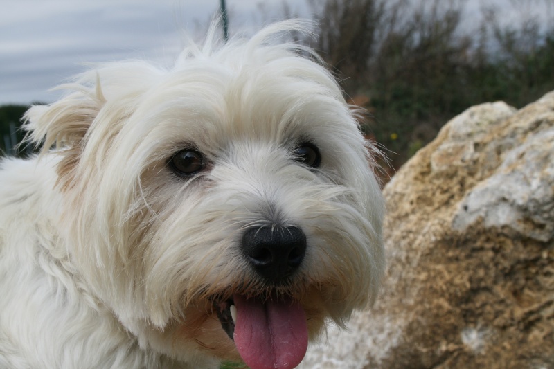 UZZA dite ULLIA dite TEQUILLA,   WESTIE FEMELLE 7 ANS  Img_2210