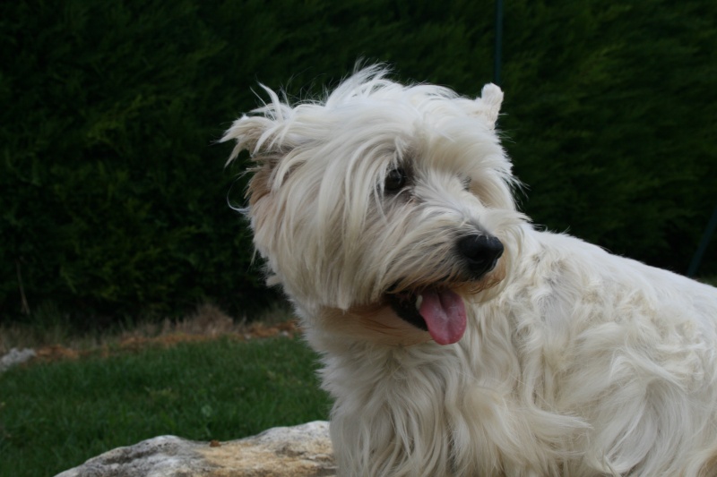 UZZA dite ULLIA dite TEQUILLA,   WESTIE FEMELLE 7 ANS  - Page 2 Ullia_10