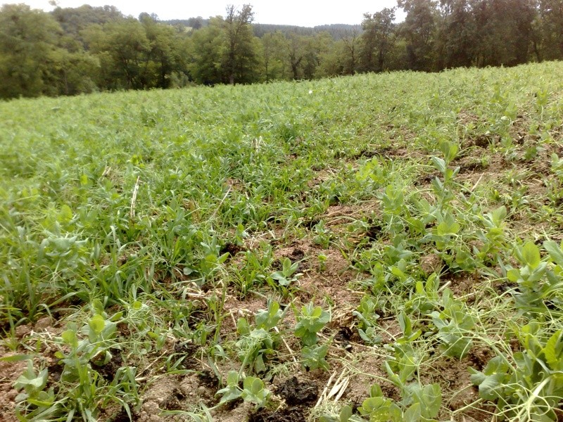 J'en fais quoi de mes pois maintenant? 06092012