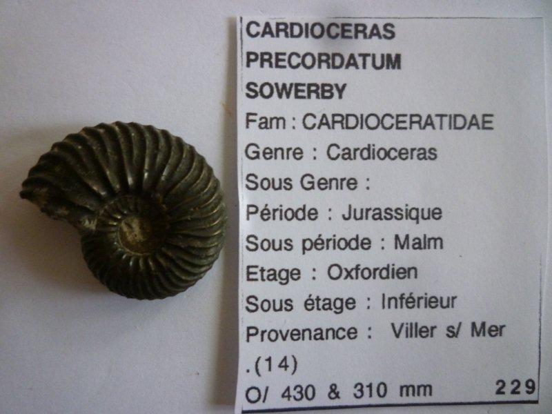 Ammonitida - Cardioceratidae - † Cardioceras praecordatum (Douvillé, 1912) - Oxfordien Ammoni11