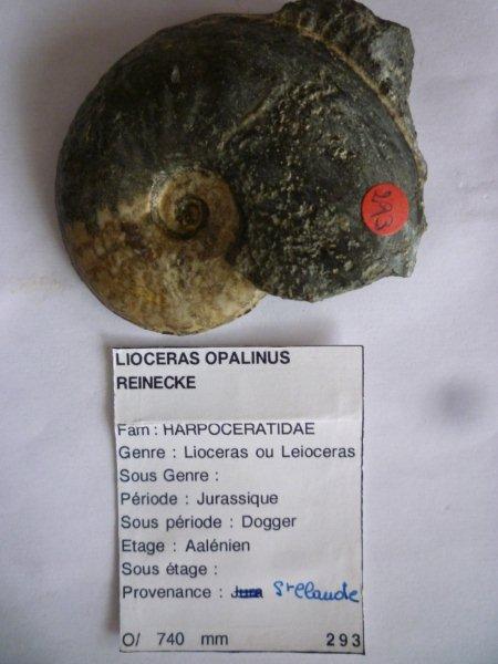 Ammonitida - Graphoceratidae - † Lioceras opalinun (Reinecke, 1818) - Aaléanien Amomo_10