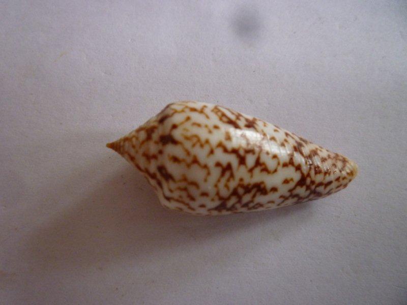 Conus (Phasmoconus) lienardi  Bernardi & Crosse, 1861 Conus_10