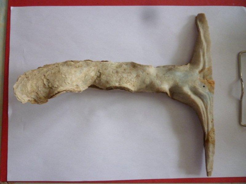 Malleidae : Malleus albus - Lamarck, 1819 Etrang10
