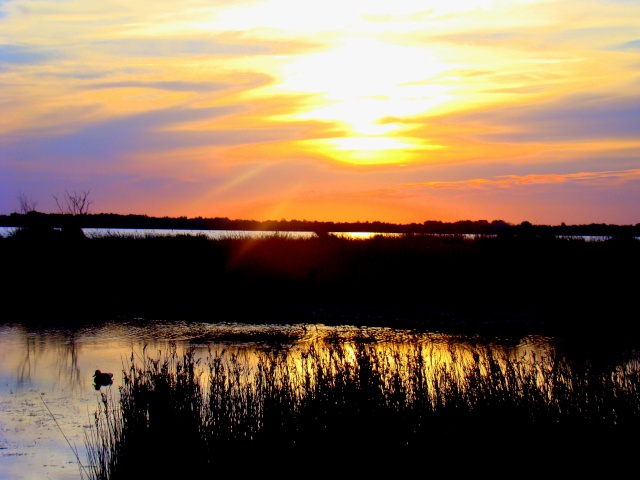 Chasse de Camargue Sainte10