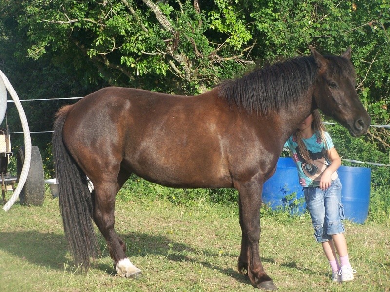  croupière  pour ponette C 100_7113