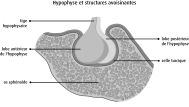 Quête de Sens - La Covid19 - Hypoph11