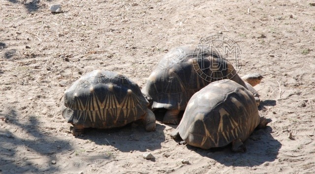 Astrochelys radiata Ar310