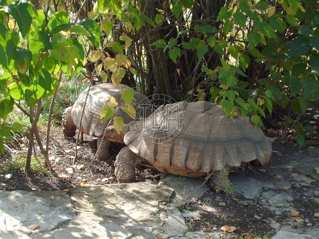 Centrochelys sulcata C00310