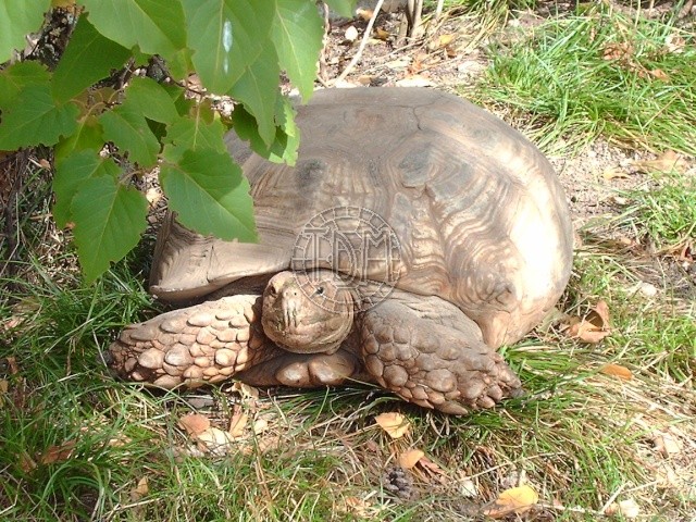 Centrochelys sulcata C00510