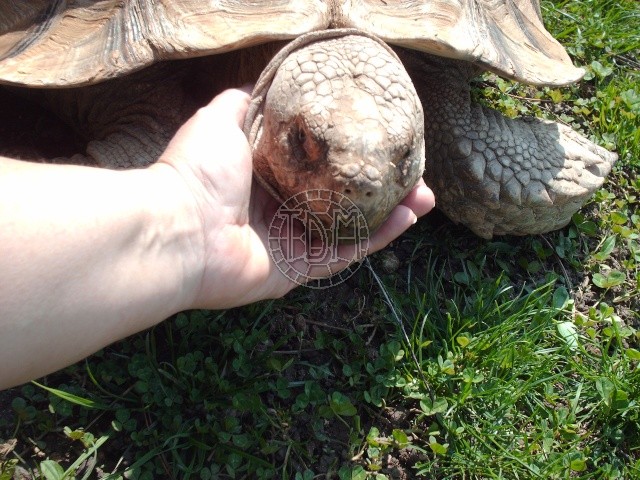 Centrochelys sulcata C02110