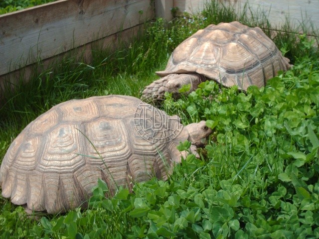 Centrochelys sulcata C02510