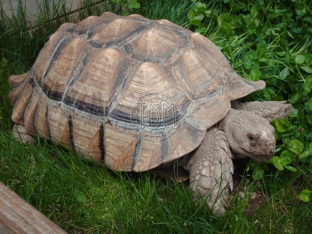 Centrochelys sulcata C02610