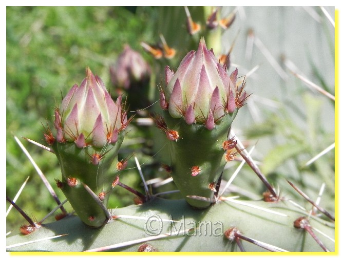 Floraison d'Opuntia Cact0210