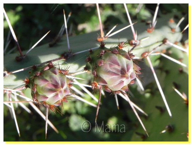 Floraison d'Opuntia Cact0310