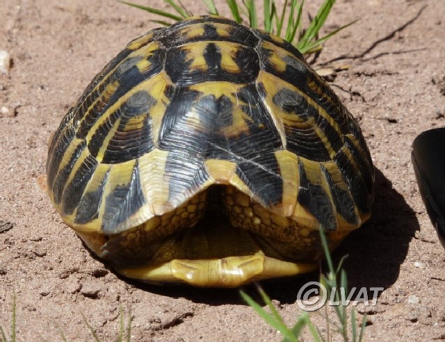 Eurotestudo hermanni, taxon varois Hvl210