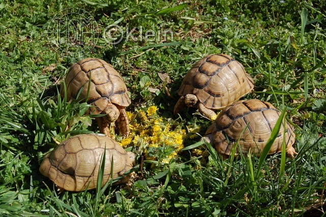 Testudo kleinmanni Kkl0110