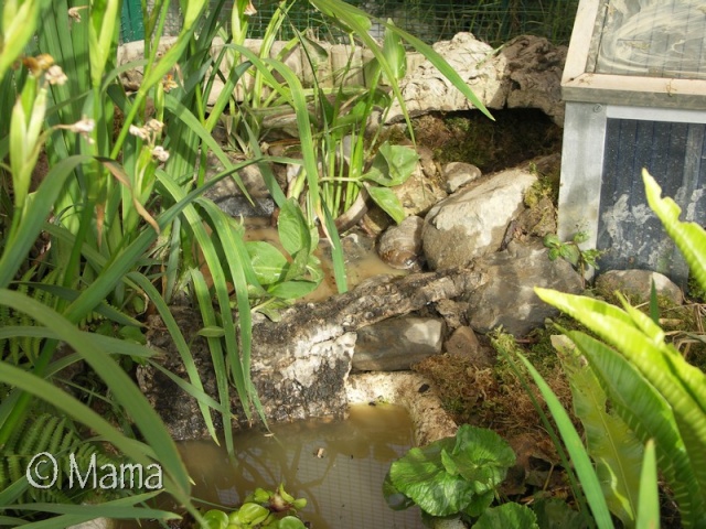 Exemple d'enclos extérieur pour tortues palustres Pateau11