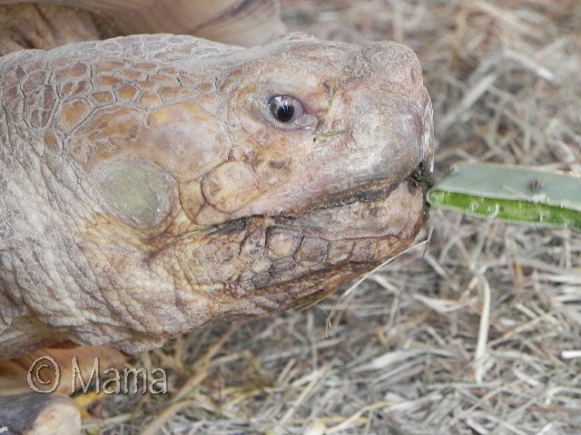 Centrochelys sulcata Prosp012