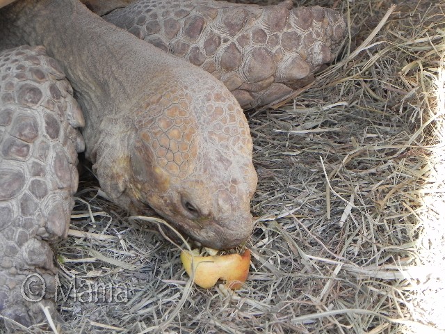 Centrochelys sulcata Prosp018