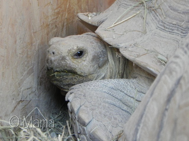 Centrochelys sulcata Prosp019