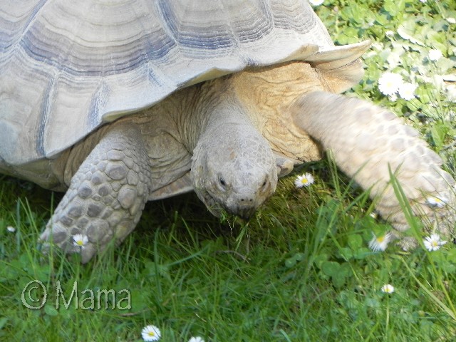 Centrochelys sulcata Prosp113