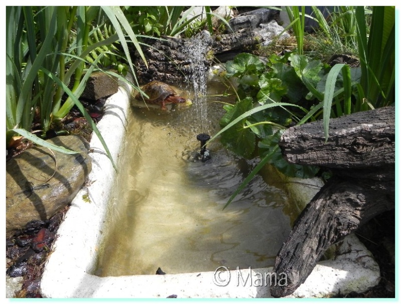 Construction d'un bassin pour tortues palustres Solar013
