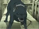 Wolf's Rain serie anime CHOC ! Llkm10