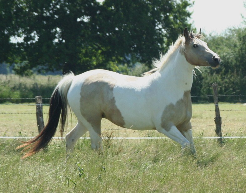 jument PtHA tobiano isabelle VENDUE Img_2710