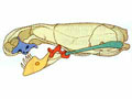 Anatomie des Ophidiens Rigide11
