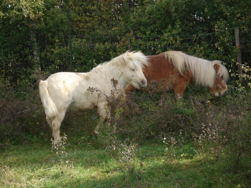 Albert, mini-poney entier 15 ans chez Auréliecoos [BELGIQUE] Dsc00110