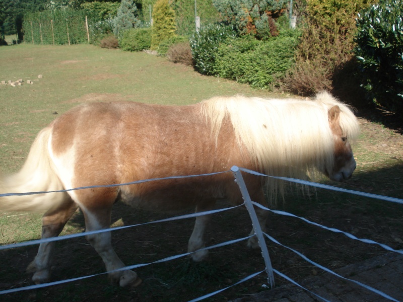 Albert, mini-poney entier 15 ans chez Auréliecoos [BELGIQUE] Dsc00319