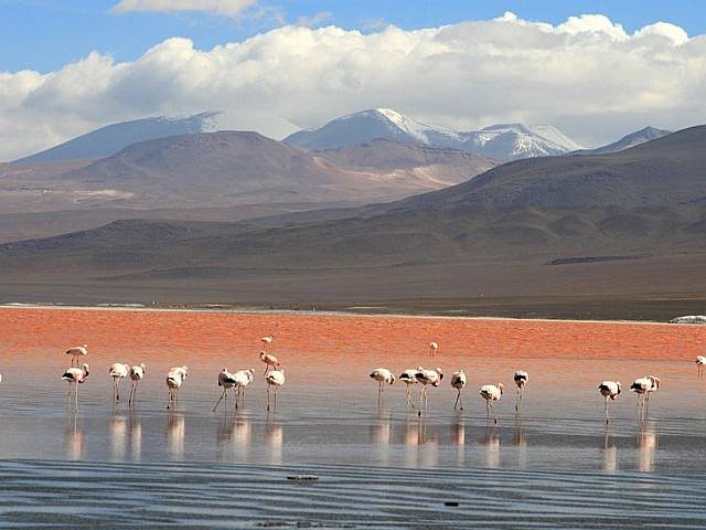 ATENCIÓN BOLIVIA !! Laguna Colorada se seca por falta de lluvias . 12310