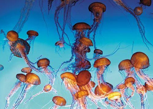 La invasión de las medusas Northe10