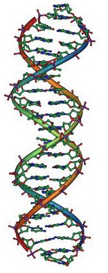 Nuevos cambios de rumbo en la historia y en la genética: Nuestro ADN revela diferencias sustanciales entre nosotros. Zwww10