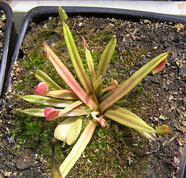 Dionaea "Eyelashes" Eyelas10