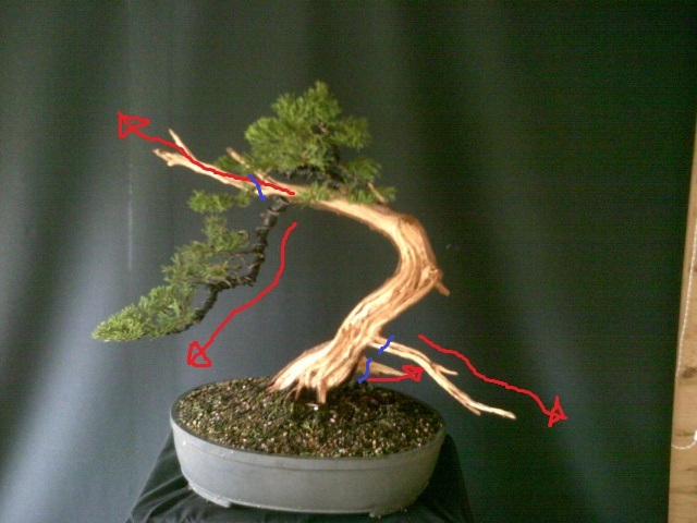 "Juniper Passionii" first styling Junipe10