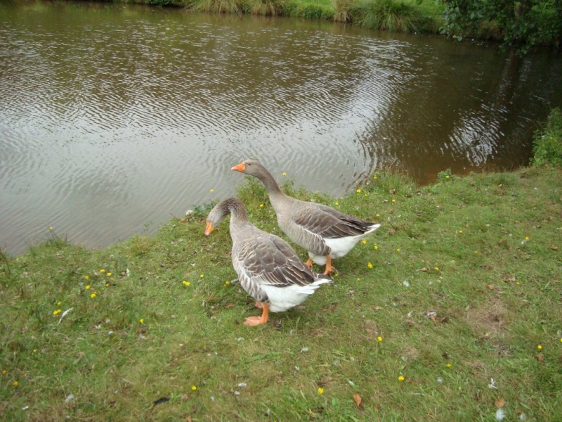 Visite de Mr Renard... Dsc00311