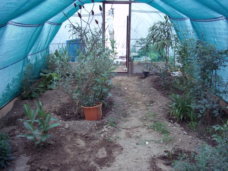 My greenhouse 100_2712