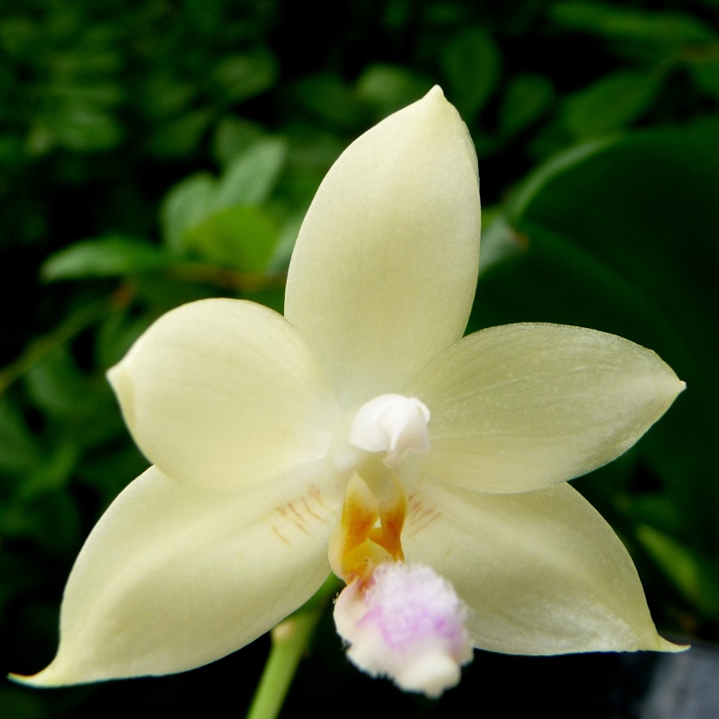 floraisons des orchidées - Page 12 05-06-14