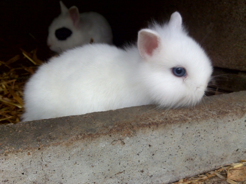 recherche eleveur de lapin ?? 18082013