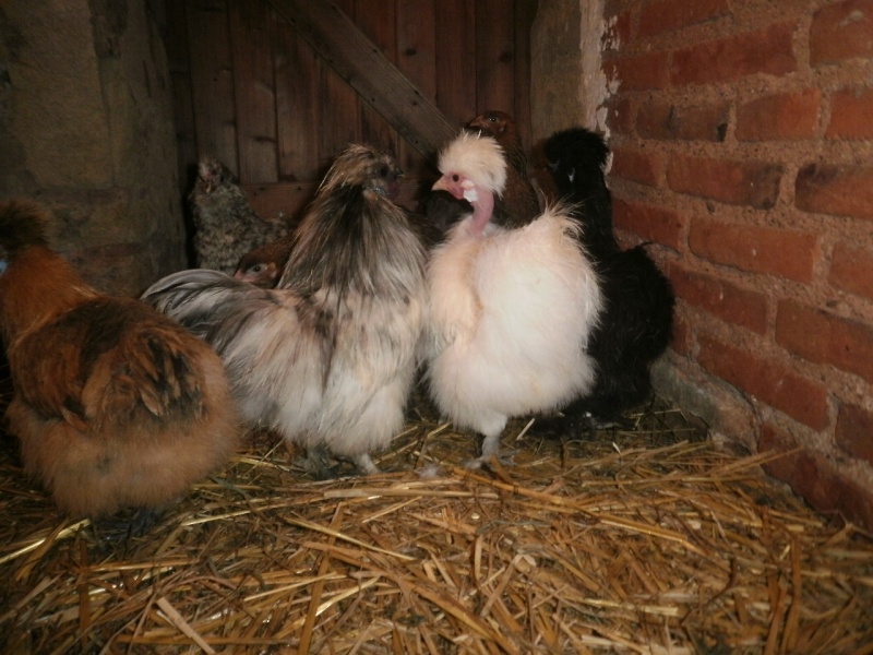 Mes poules soie dans leurs quartiers d'hiver. Pa240920