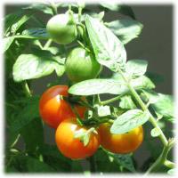 زراعة البندورة (الطماطم) Tomato12