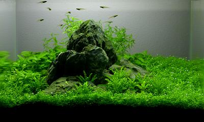 quelle plante pour tapisser le sol? Nano_a10