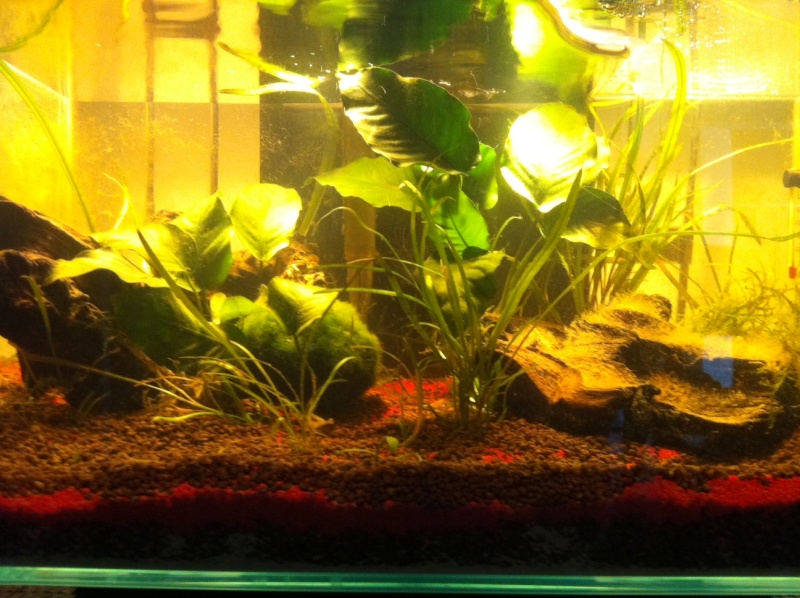quelle plante pour tapisser le sol? Photo24