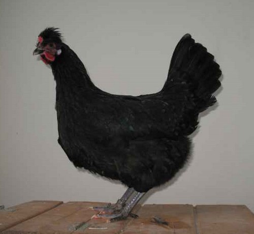 La poule Caumont Caumon12