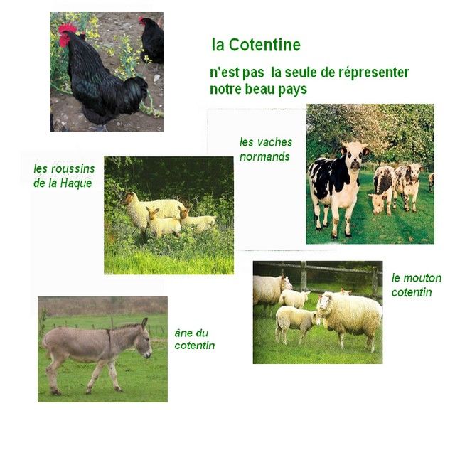 La poule Cotentine Cotent16