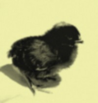 la poule de Caux Poussi10