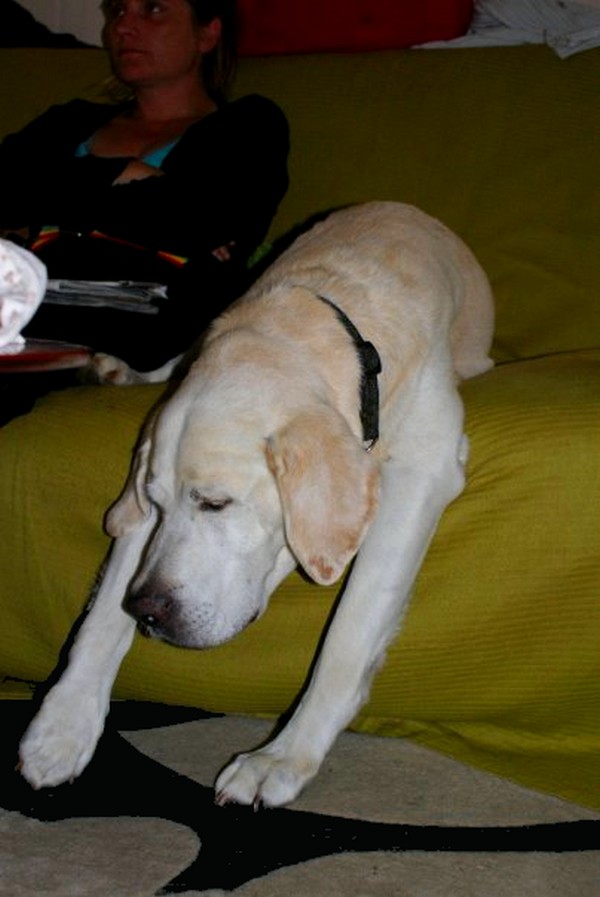 Résultat du concours photos : "Mon chien dort dans des positions acrobatiques..." - Page 2 Neil_d10