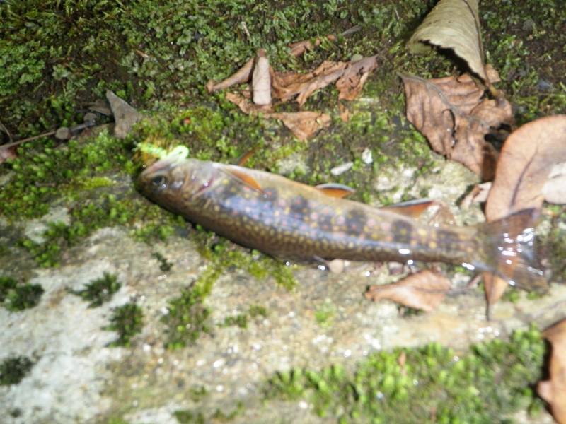 Blueline Bliss - my first wild brookie 00412